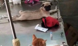 巴哥被爆料出轨视频,一段不伦之恋的真相揭晓